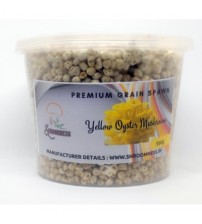Thanvi Shroomness Yellow Oyster Mushroom Spawn (Seeds) 350 grams
